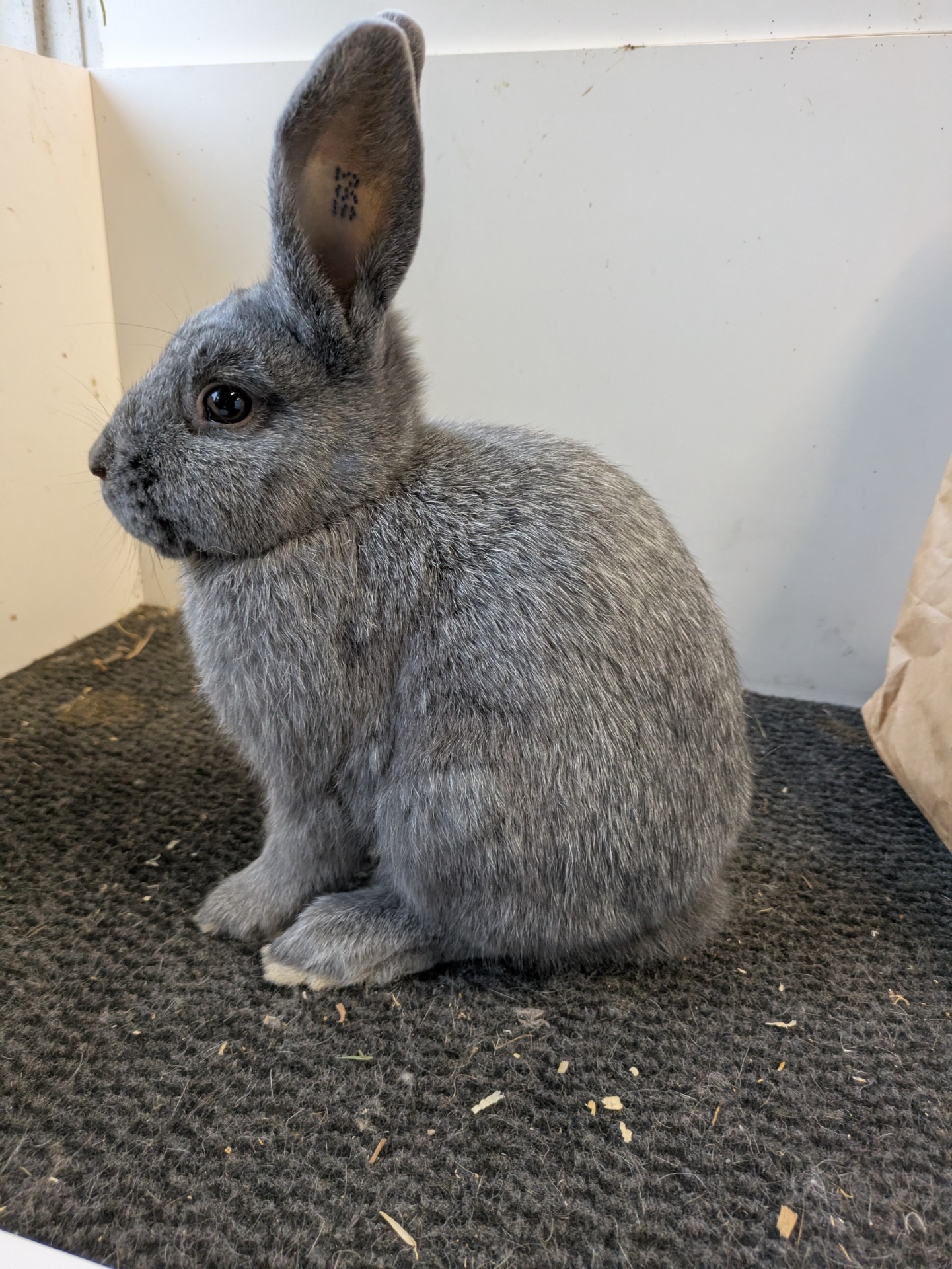 Lilla silver ungdjur i färgen blå 